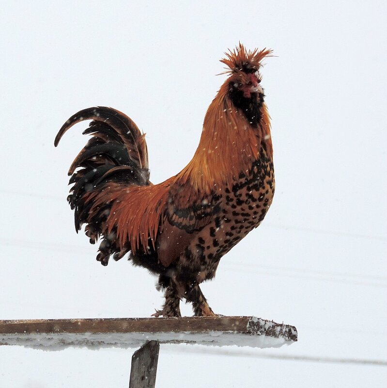 Опять метель