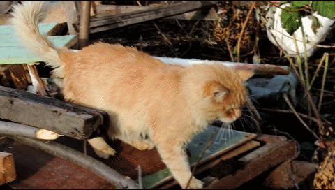 Мне нужно только лишь остыть. О, Херувим, где опахало? 