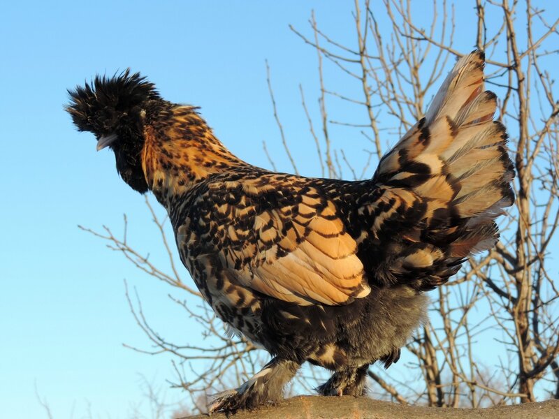 ПАВЛОВСКАЯ порода кур