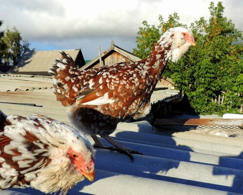 Орловская ситцевая