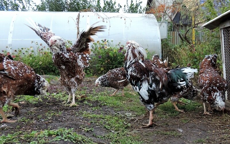 7 октября 2013