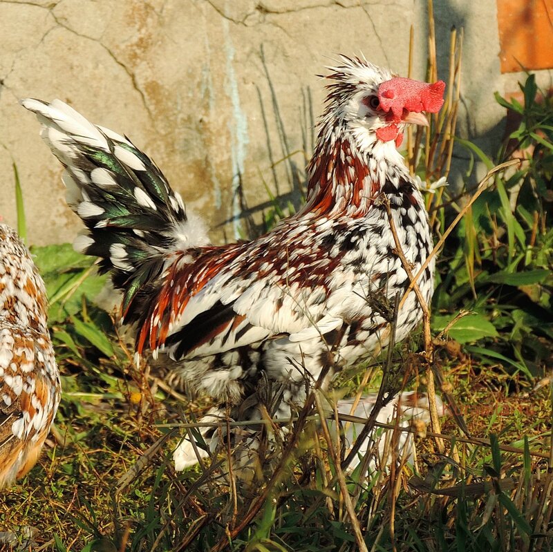 Алтайская бентамка