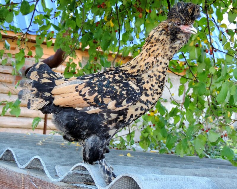 Молодняк 2014