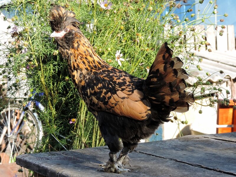 Молодняк 2014