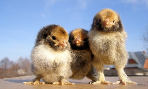 Три богатыря