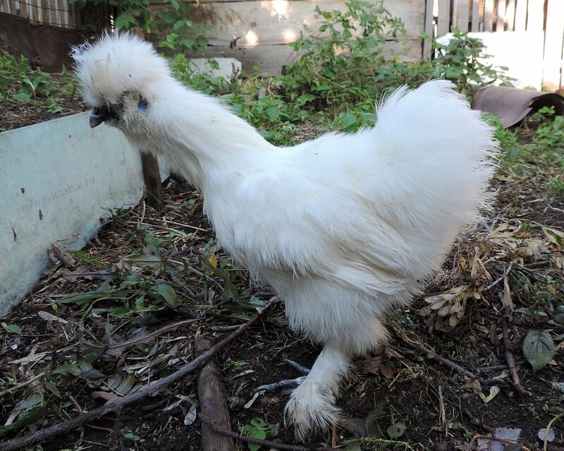 Молодняк 2014