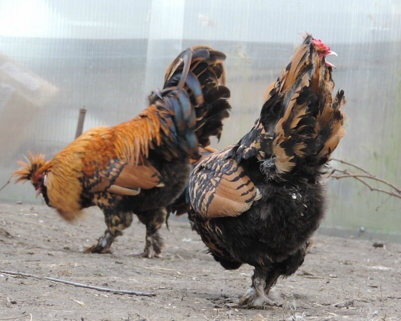 10 апреля 2014