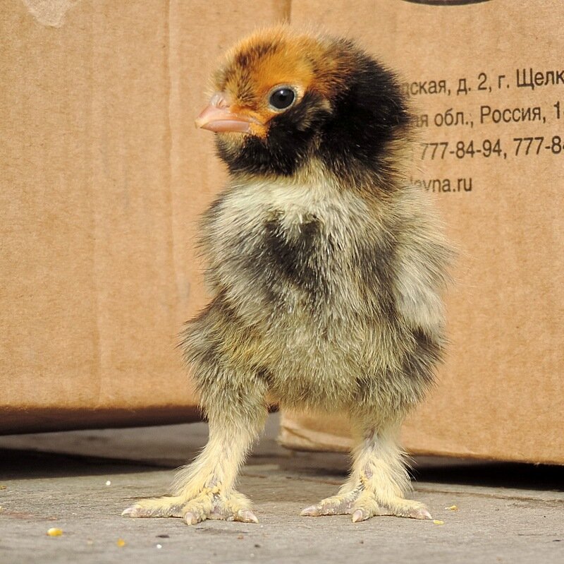 20 апреля 2014