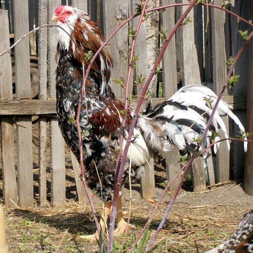 Орёл... Да, не коршун....