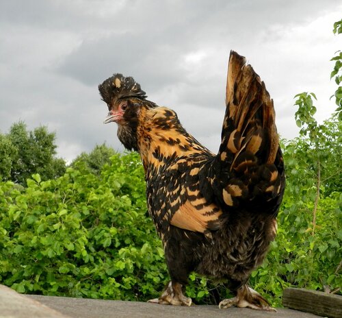 Павловская