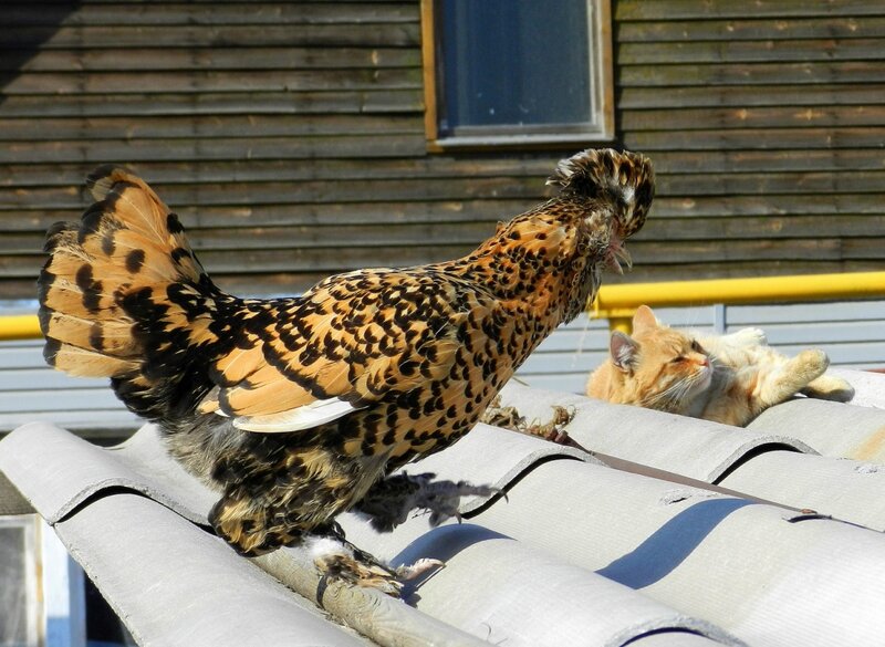 КОТИК, РАССКАЗАТЬ ТЕБЕ АНЕКДОТ?