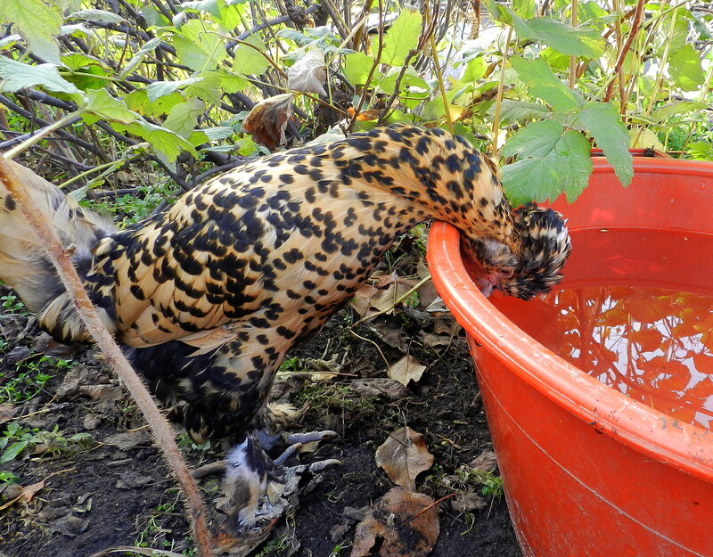 Октябрь. Жара.