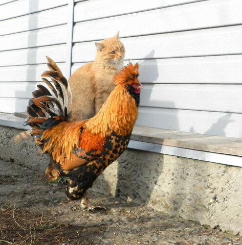 Кот да Петух