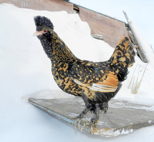 Павловская курочка