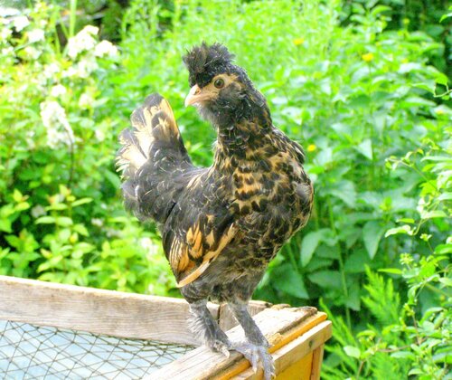 Павловская