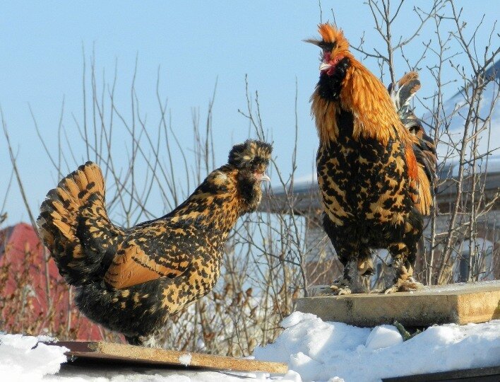 ПАВЛОВСКИЕ