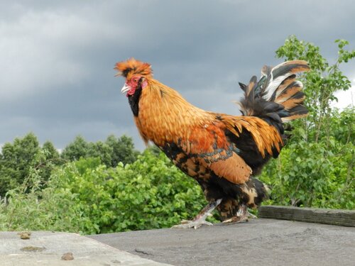 ПАВЛОВСКАЯ