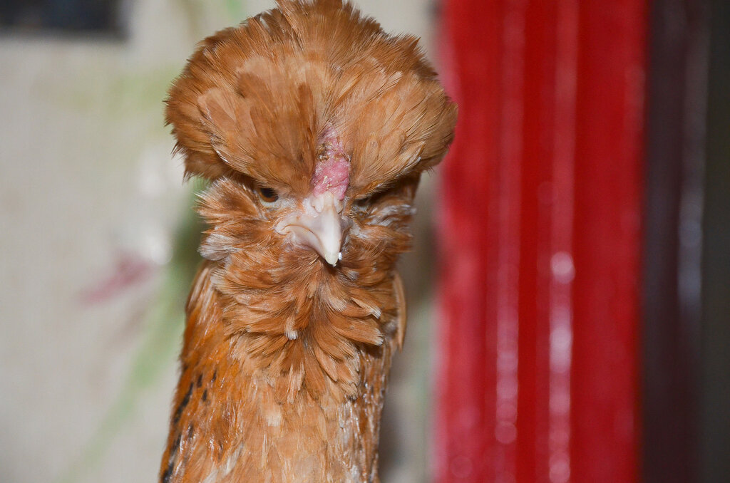 золотистый падуан