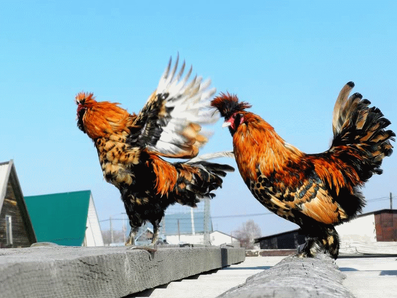 ПАВЛОВСКИЕ ПЕТУХИ