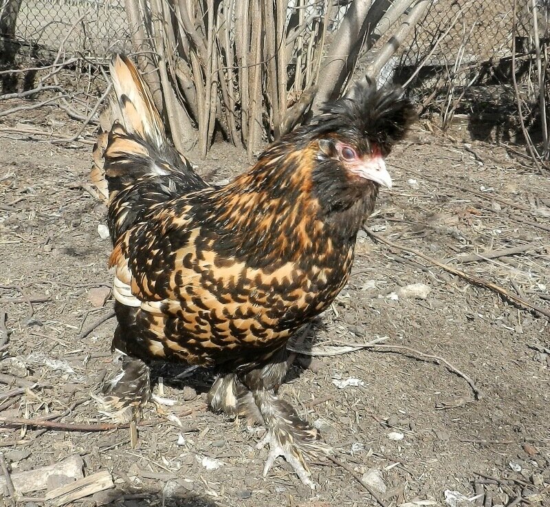 26 апреля 2013. Молодняк 2012