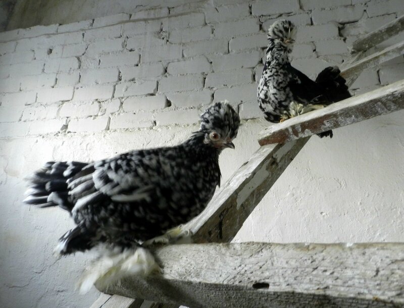 Алтайская бентамка