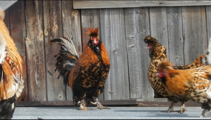 ПАВЛОВСКИЕ КУРЫ