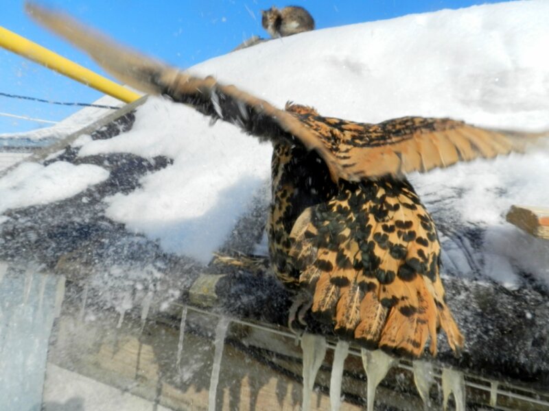 18 февраля 2013