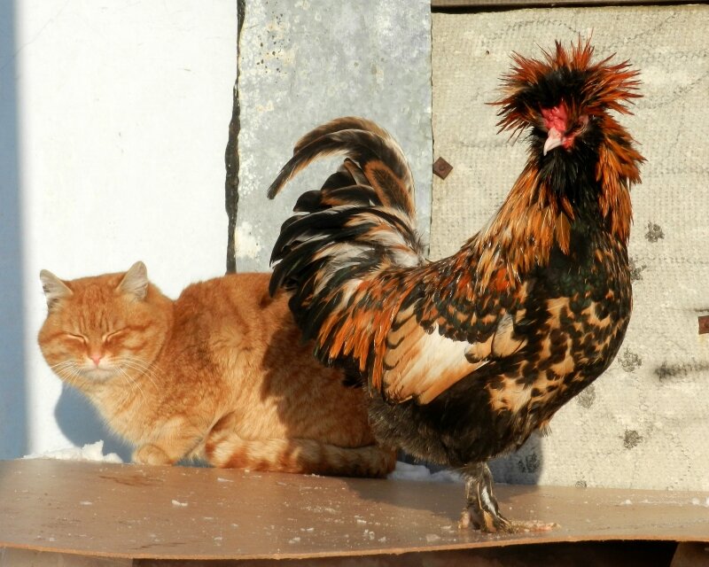 Кот и Петух