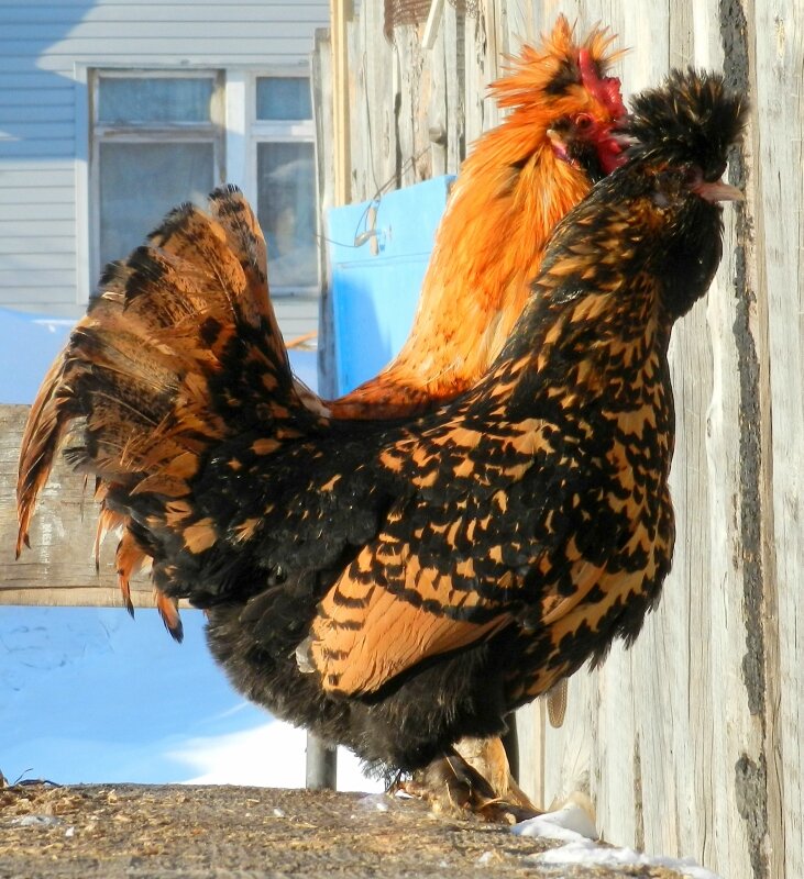 19 февраля 2013