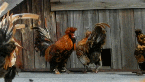 ПАВЛОВСКИЕ КУРЫ