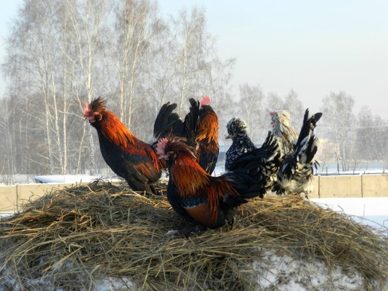 Алтайская бентамка