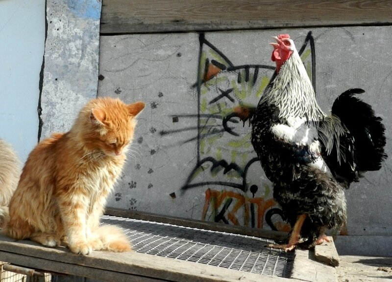 Спой, Петя не стыдись!