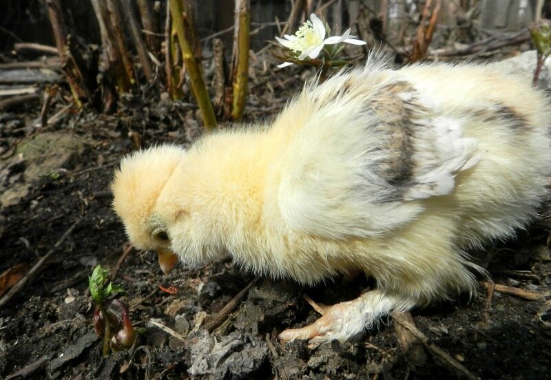 Взял и клюнул Таракана, Вот и нету великана.