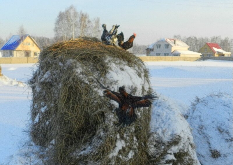 Алтайская бентамка