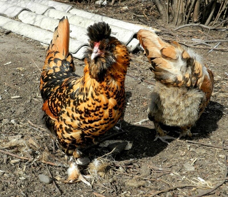 26 апреля 2013. Молодняк 2012