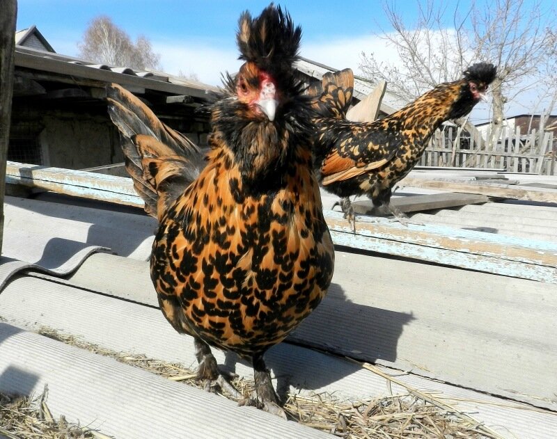 26 апреля 2013. Молодняк 2012