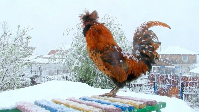 Картина Маслом - Снегопад 11 мая 2013