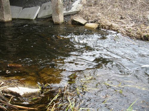 Ржача около моста