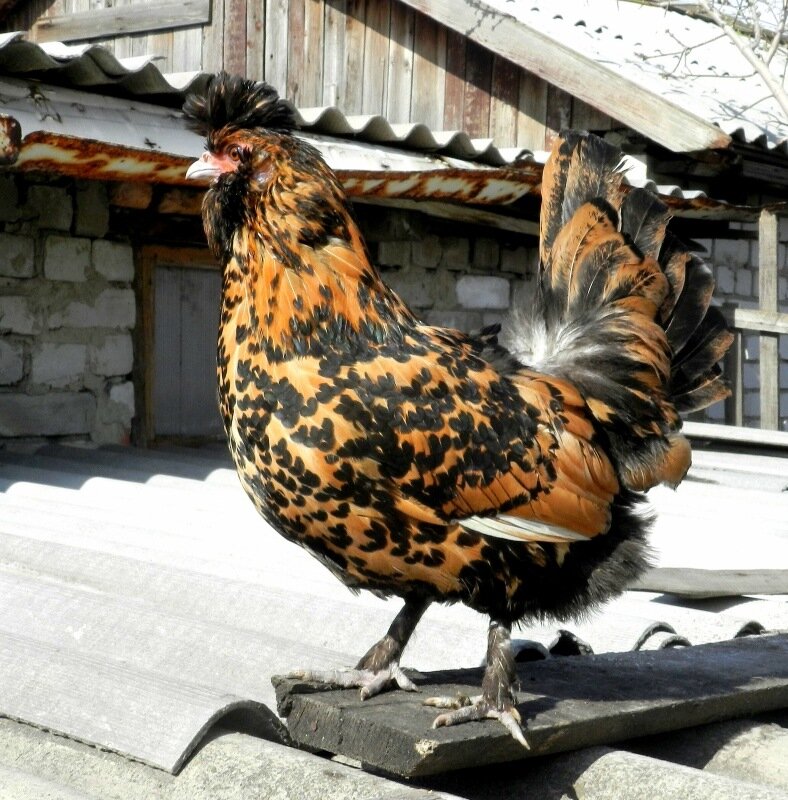 26 апреля 2013. Молодняк 2012