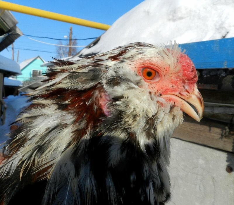 18 февраля 2013