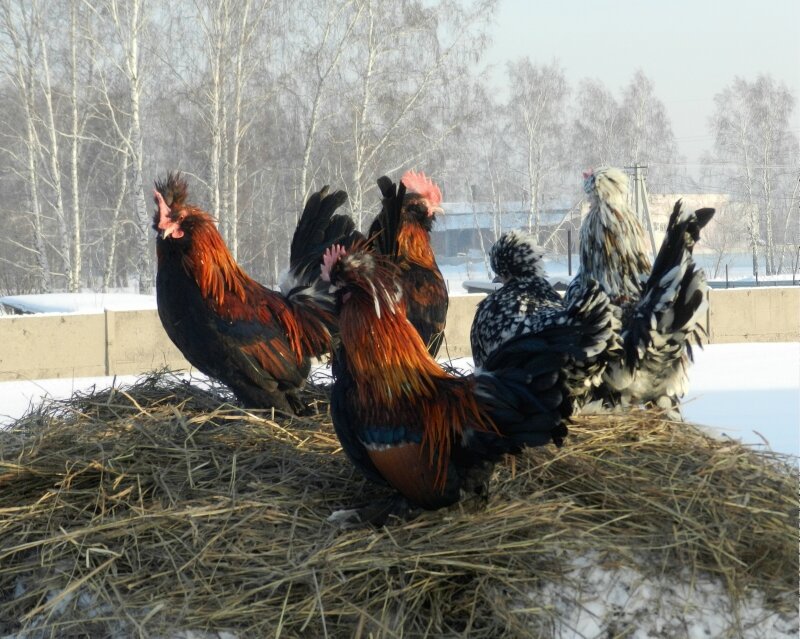 Алтайская бентамка