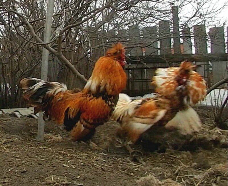 19 апреля 2013