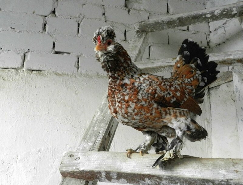 Алтайская бентамка