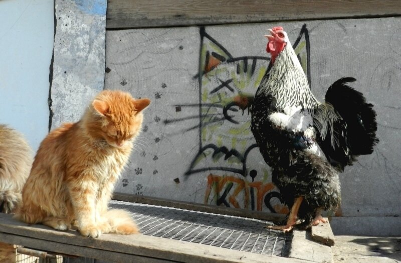 Спой, Петя не стыдись!