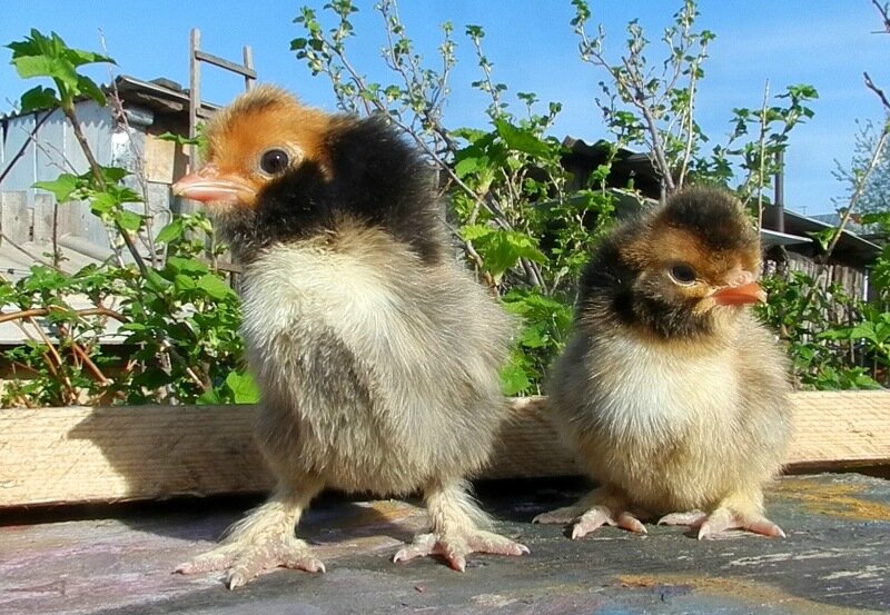 Павловские Цыплята