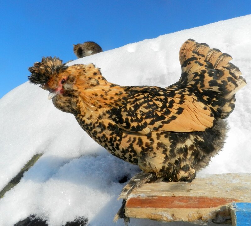 18 февраля 2013