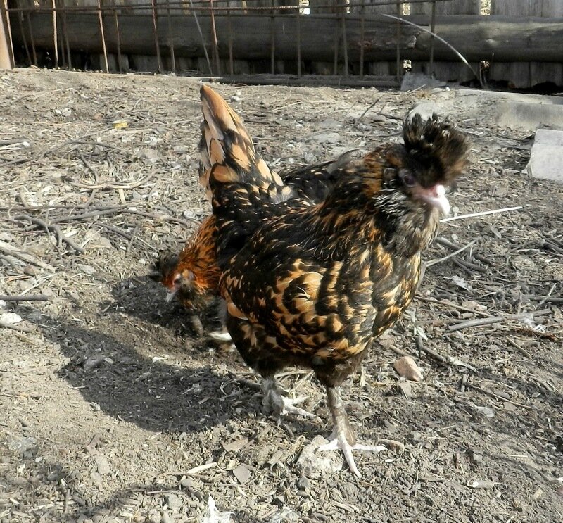 26 апреля 2013. Молодняк 2012