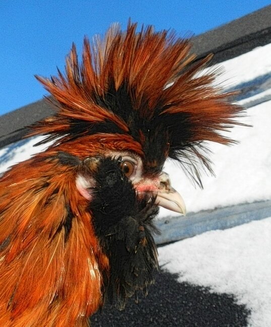 Павловский петух