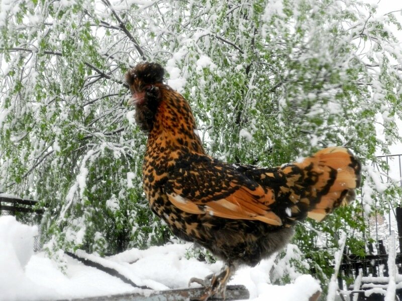 Снегопад 11 мая 2013