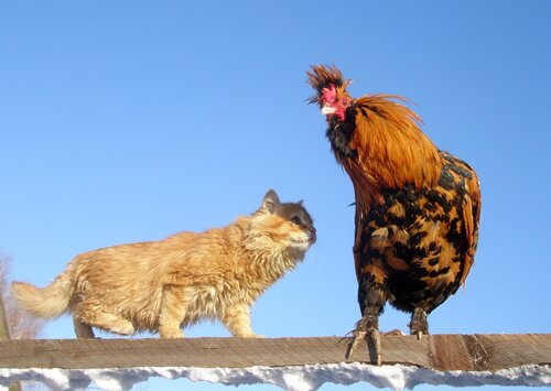 Петя! А ты- синяя птица?